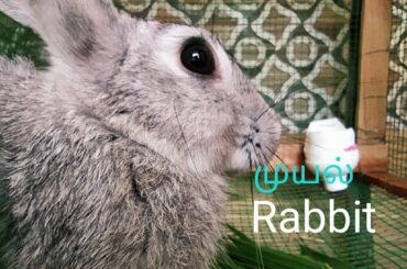 Cute moments of rabbit raising rabbit முயல் வளர்ப்பு... VILLAGE EXPO -19