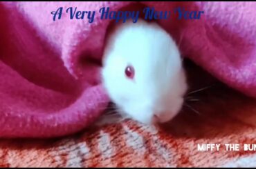 Happy New Year 2020 | What's app status | Cute Bunny Miffy | Miffy The bunny| Rabbit