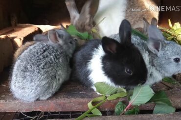 Cute Rabbit #Bunny#cute#chewing