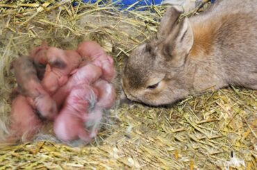 Wonderful Pregnant Bunny Rabbit Giving Birth At Home | Rabbit Giving Birth First Time