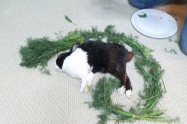 Waking A Sleeping Rabbit By Surrounding Him With Dill