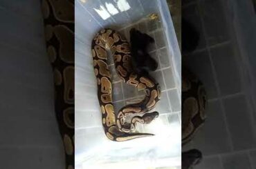 Ball python eat baby Rabbit