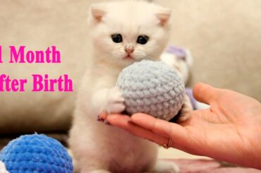 1 Month After Birth | First Lure Kitten | 10k Subscribers!! 🎉✨