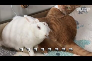 토끼야 고양이야 너넨 좋겠다 내일 한 살 더 먹어도 귀여워서  l Y'all Know Cat And Rabbit Are SO Cute, But How They're Related?