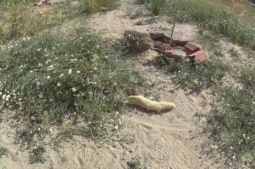 Ferret hunting rabbit and feeds his babies 🐇🐇🐇