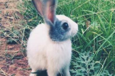 The Cute Rabbit - The Gs