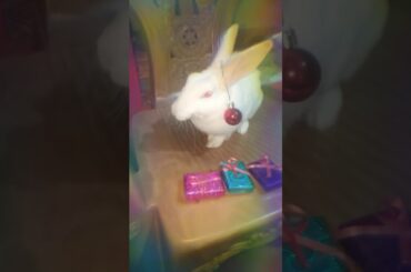 Rabbit with Christmas Night