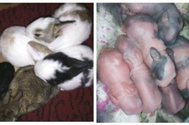 Baby Bunnies Growing up - New Born to 24 Days/تعالوا شوفوا الارانب من عمر يوم الي اربعة وعشرين يوم