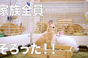 うさファミリー家族勢揃い！！生後2ヶ月 子ウサギの追いかけっこ【Family members! ! Little rabbit chasing】#92