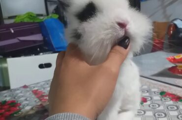 Abandoned Rabbit in Hongkong 😍😘so cute