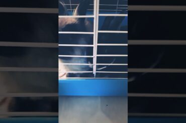 #cute bunny's!,this was my first time feeding the bunny's!!!