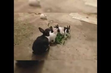 Most adorable pet: rabbit | wildlife | Bangladesh