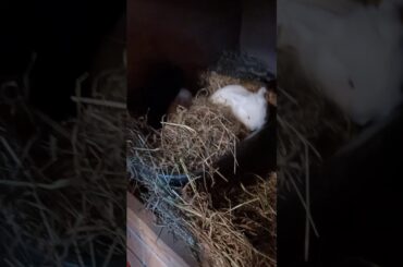 Joanne Deal's Beautiful Bunnies. Skye/Blu's  15days old.