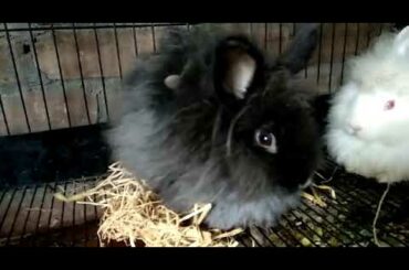 Lion Head Rabbit Black White