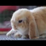 Cute Rabbit || Cute Rabbit of 2020 | Cuteness overloaded | Nature is Adorable & Amazing