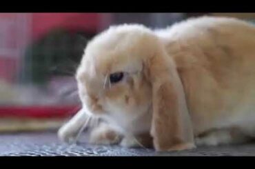 Cute Rabbit || Cute Rabbit of 2020 | Cuteness overloaded | Nature is Adorable & Amazing