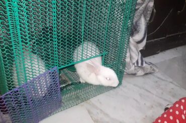 Little Baby Girl is Is stuck to Rabbit | Viral Video | Children | Kids Video | Funny Video