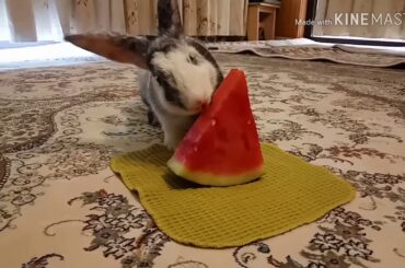 My Cute Rabbit Is Eating Watermelon | Our First YouTube Video Together 🐰