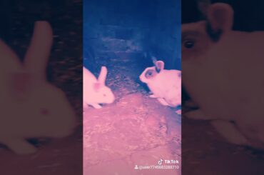 Cute rabbit