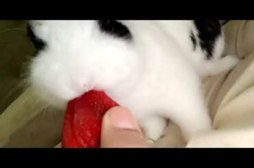 Cutest bunny video on the internet.