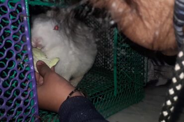 Baby Play with Rabbit | Viral Video | Baby with Animal | Tim Tim Lucknow |