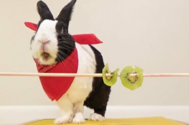 Rabbit eating ASMR - kiwi!