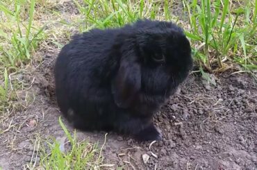 Cute rabbit lop  playing in his garden