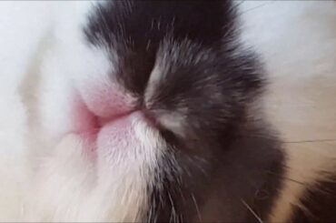 토끼 코가 씰룩씰룩 :) Cute rabbit nose