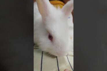 Cute Rabbit From Malaysia 😍😍🇲🇾