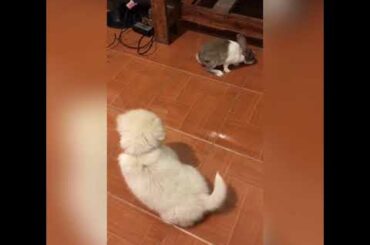 Rabbit&Dog - Cute bunny and Adorable puppy