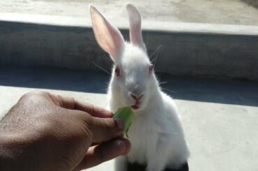 HOW TO TAKE CARE BABY RABBIT ।।  AMAZING BUNNY