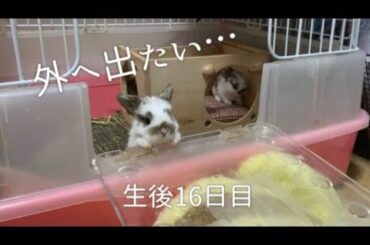 🐰ゲージの外の世界へ憧れた子うさぎは…？ホーランドロップ 生後16日目！