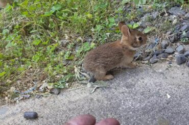 cute little bunny wunnys hoping