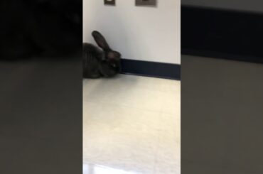 This bunny is so cute