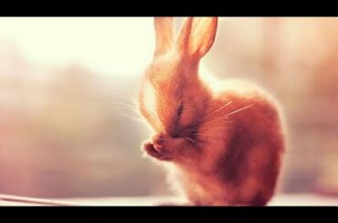 my cute ||RABBIT||