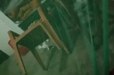 Giant rabbit behaves like a Dog #smile