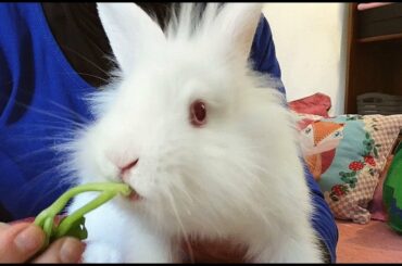 Bunny eating crunchy celery! Conejito comiendo apio crujiente!
