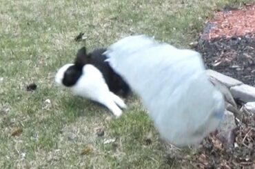 Rabbit freaking out over plastic bag!