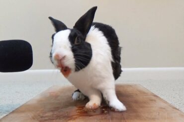 Rabbit eating juicy tomato ASMR