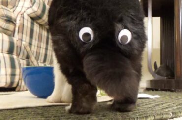 Rabbit eating with googly eyes on his butt