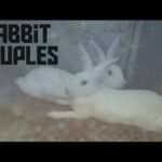 Beautiful Rabbit Couples