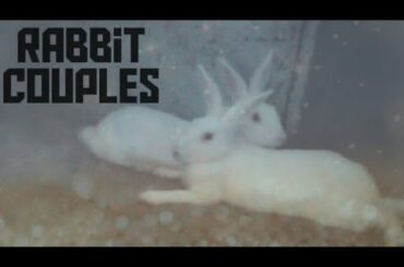 Beautiful Rabbit Couples