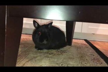 Cute Bunny Licking His Self