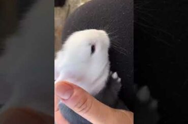 Quick Update on our New Born Baby Bunnies  Day 11 😌 Cute