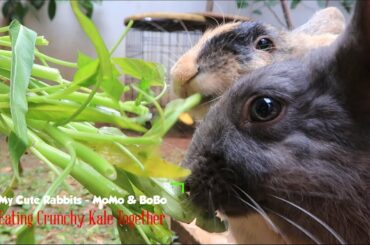 My Cute Bunny are Eating Kale - ASMR / 나의 귀여운 토끼는 양배추를 먹고있다-ASMR