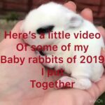 HIP HOP B RABBITS RABBITRY a cute video of all my baby’s I have created in 2019 #babyrabbits enjoy!