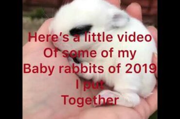 HIP HOP B RABBITS RABBITRY a cute video of all my baby’s I have created in 2019 #babyrabbits enjoy!