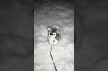 Chuck Bunny... Harley Mad but Cute