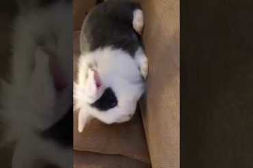 Update on Baby Bunnies 1 month and 9 days Old ❤️ Bunnies travel