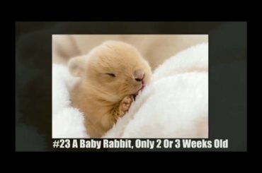 TOP 15 CUTEST BUNNIES EVER 2019